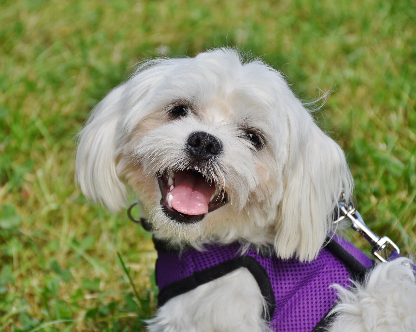 Nikon D7200 sample photo. Dog, maltese, small photography