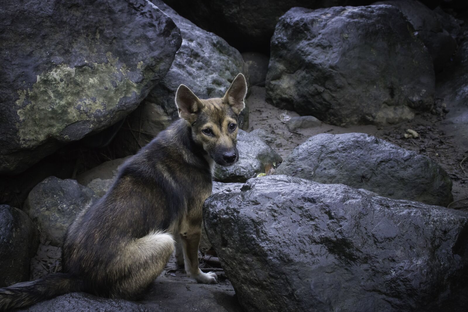 Canon EOS 80D sample photo. Dogs, wild, animal photography