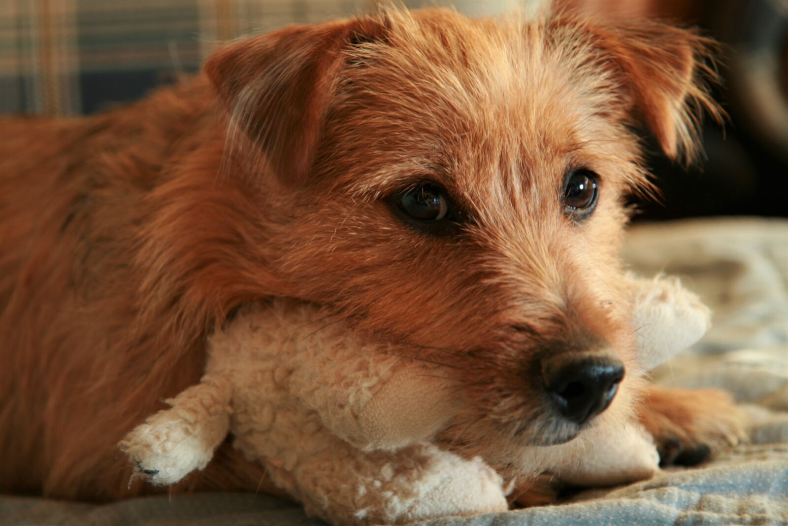 Canon EOS 400D (EOS Digital Rebel XTi / EOS Kiss Digital X) sample photo. Terrier, cute, dog photography