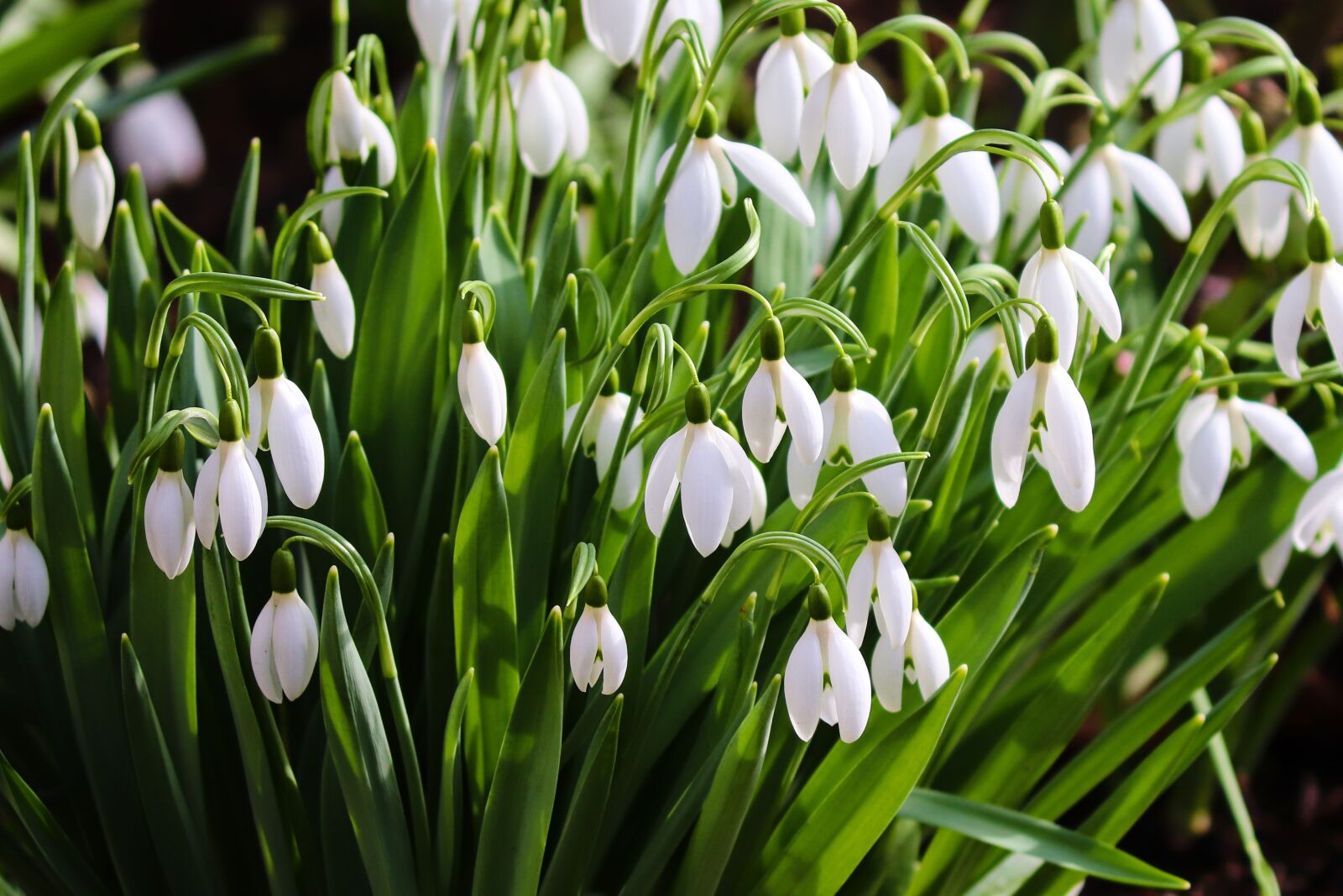 Canon EOS 200D (EOS Rebel SL2 / EOS Kiss X9) sample photo. Snowdrop, spring, signs of photography