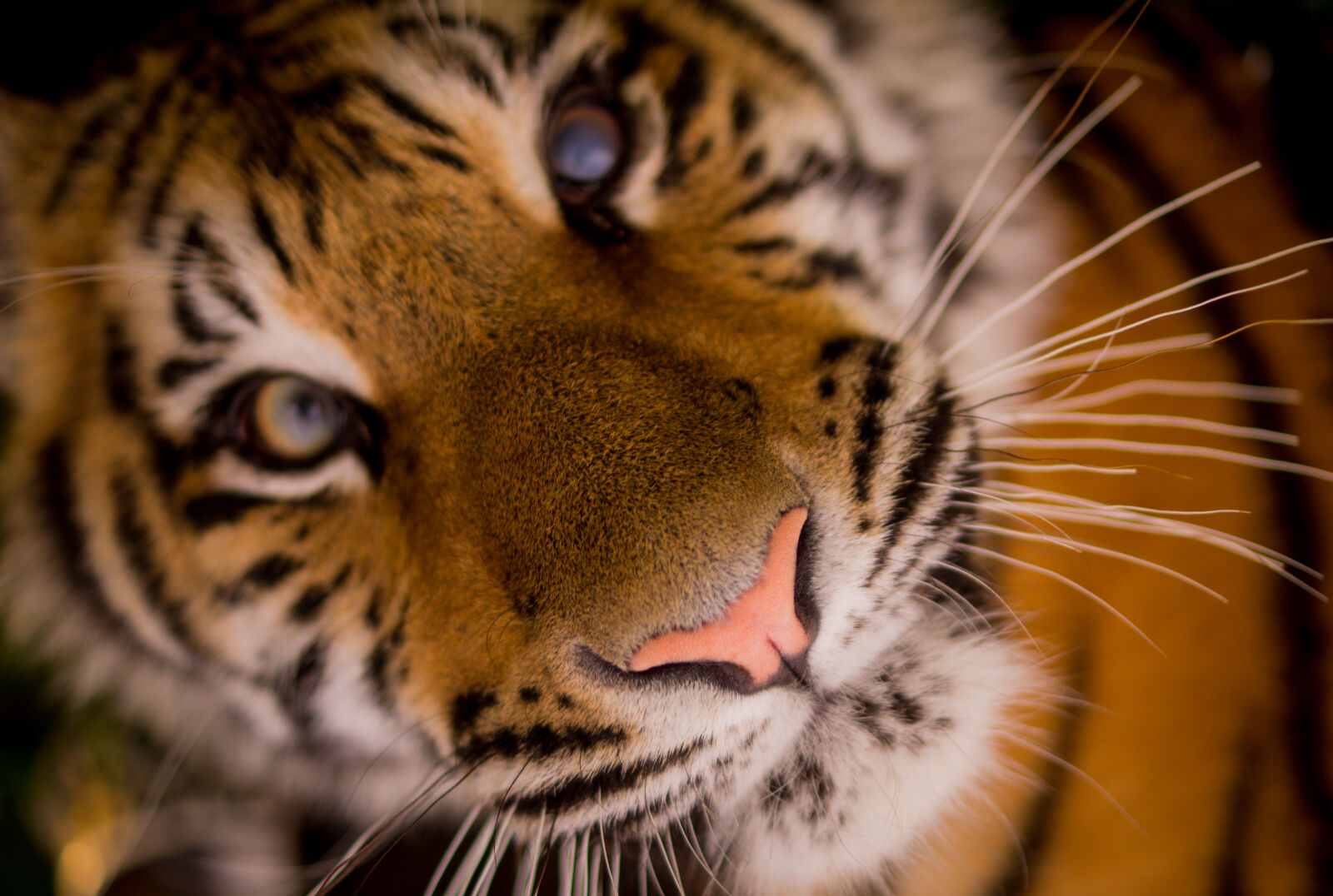 Sony DT 35mm F1.8 SAM sample photo. Animal, close, up, view photography