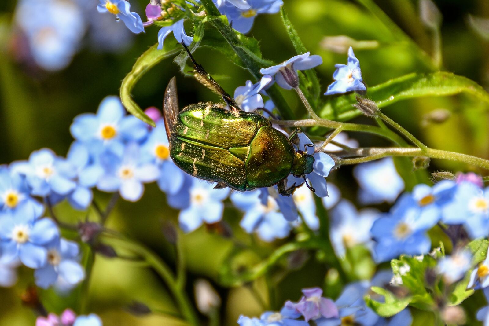 Nikon D7200 sample photo. Rose beetle, insect, beetle photography