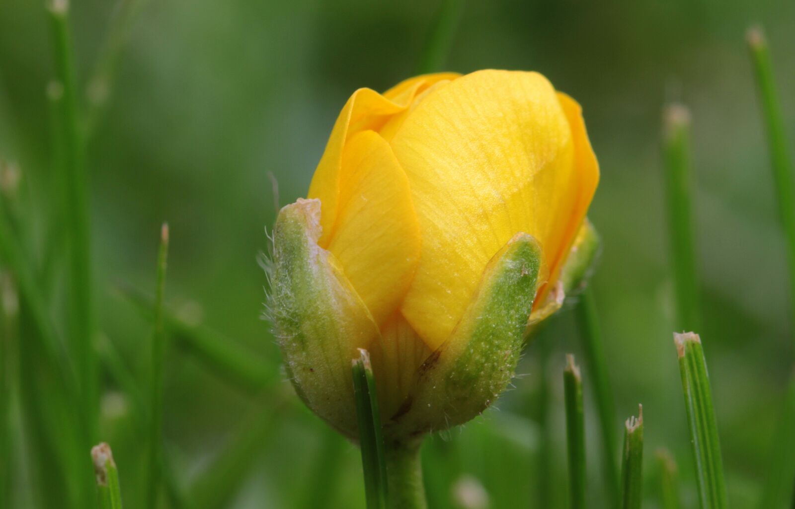 Canon EOS 650D (EOS Rebel T4i / EOS Kiss X6i) sample photo. Sharp buttercup, ranunculus acris photography