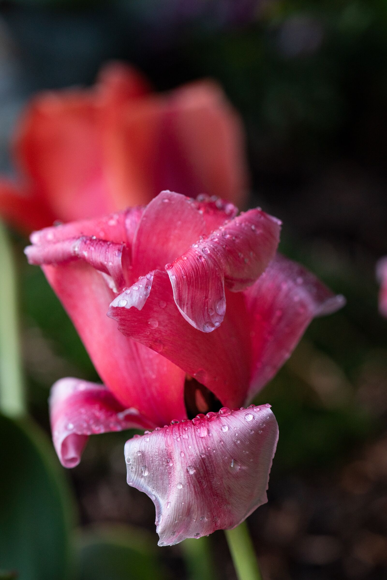 Nikon D750 sample photo. Tulip, blossom, bloom photography