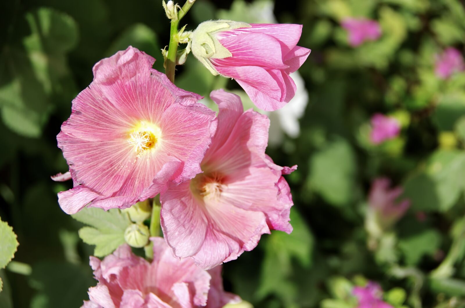 Pentax K-5 sample photo. Althea, hollyhock, flower photography