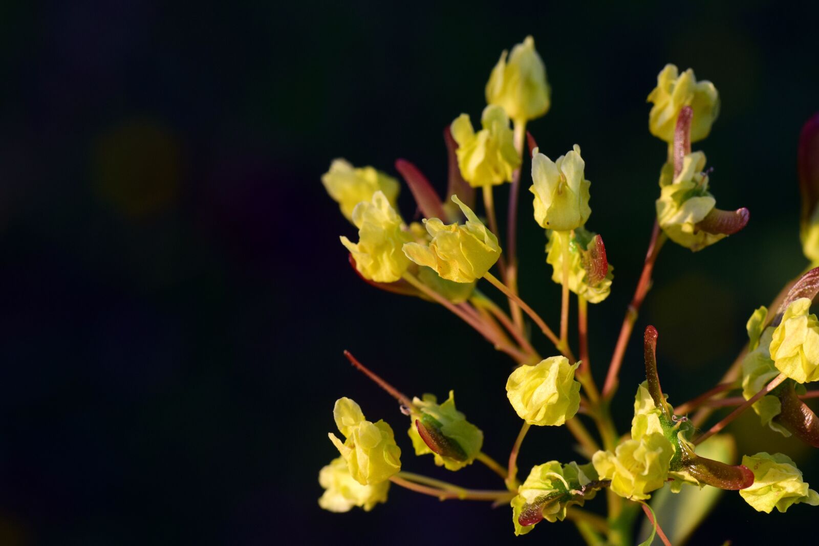 Nikon D3300 sample photo. Maple, blossom, bloom photography