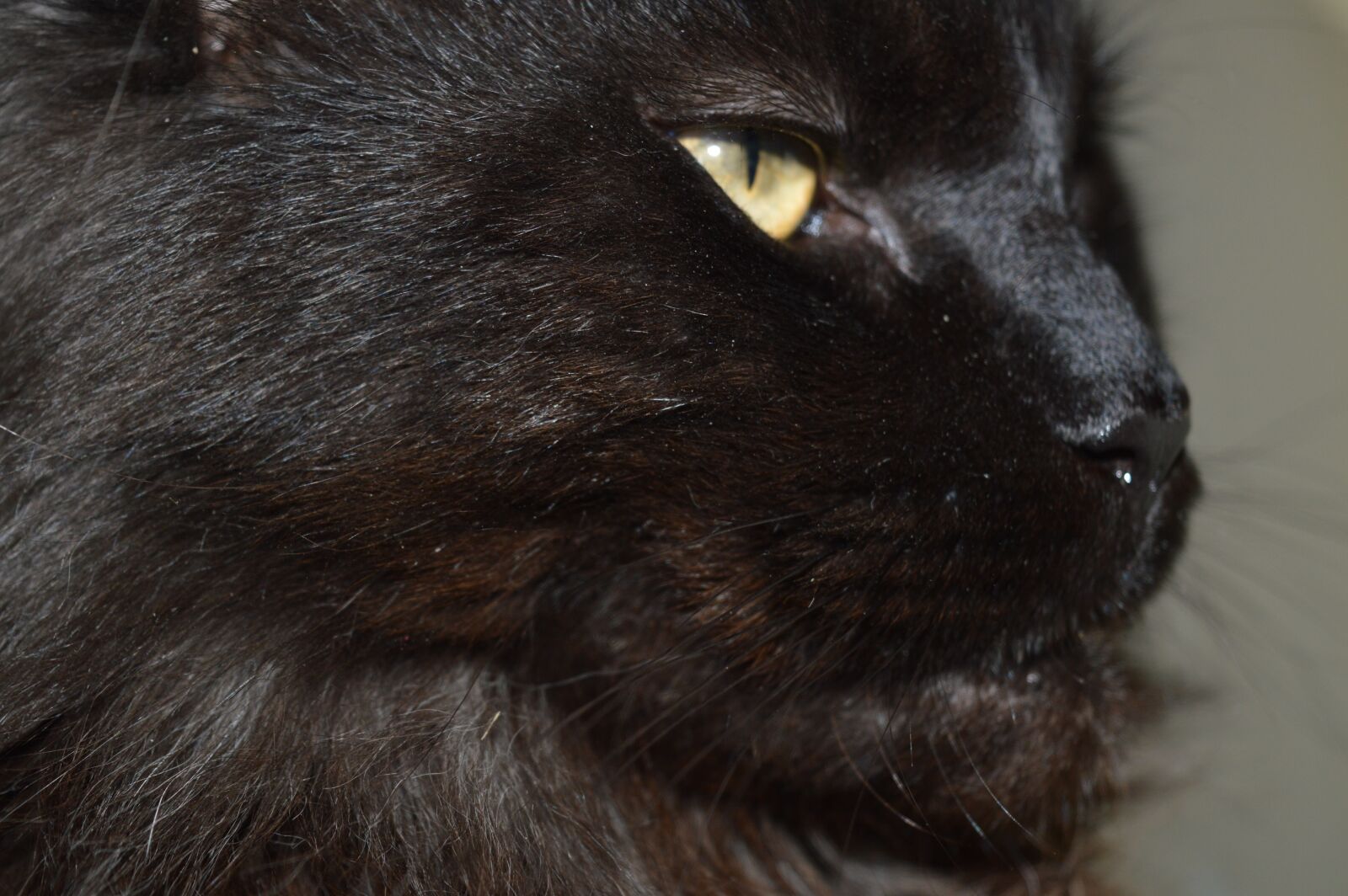 Nikon D3200 sample photo. Cat, black, animal photography
