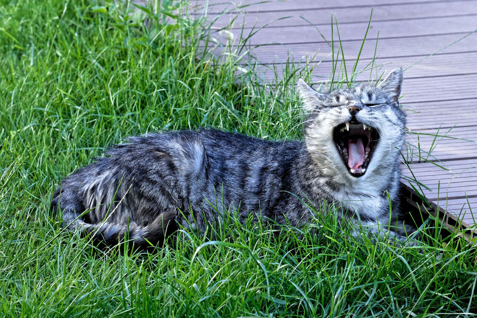Nikon D7200 sample photo. Cat, yawn, enjoy the photography