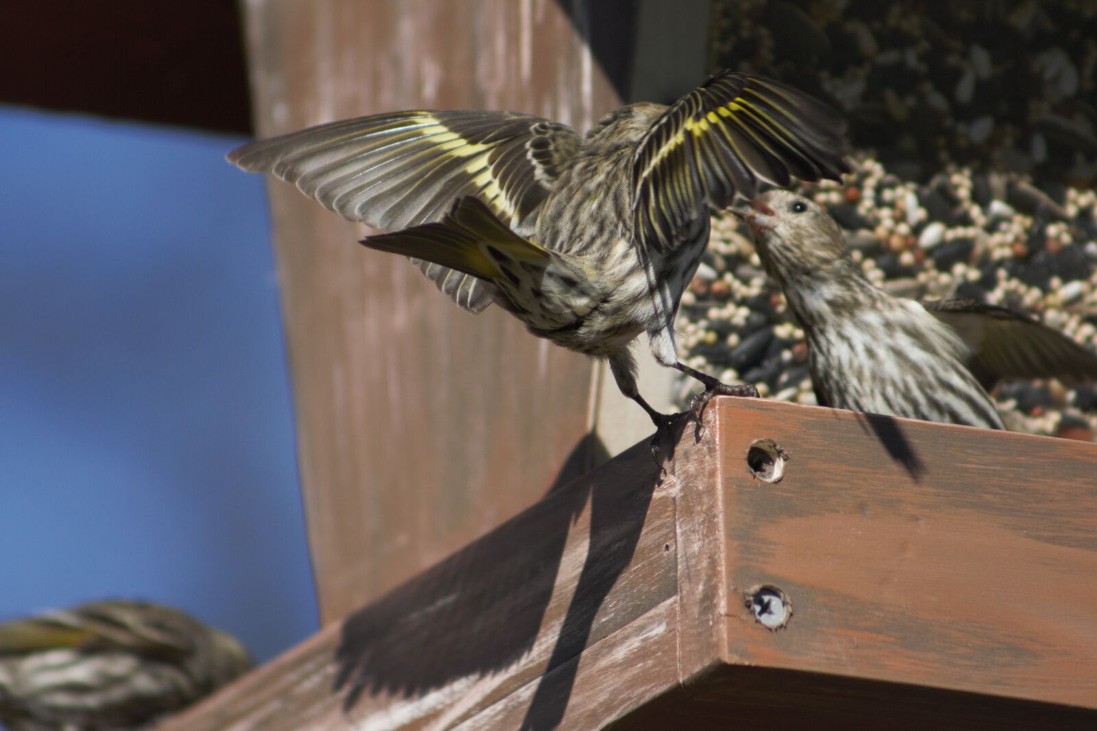 Canon EOS 550D (EOS Rebel T2i / EOS Kiss X4) sample photo. Bird, nature, wood photography