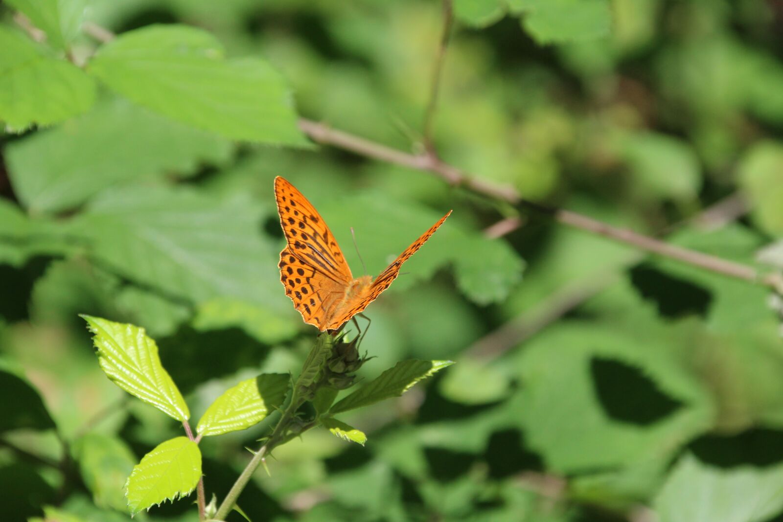 Canon EOS 1200D (EOS Rebel T5 / EOS Kiss X70 / EOS Hi) sample photo. Butterfly, insect photography