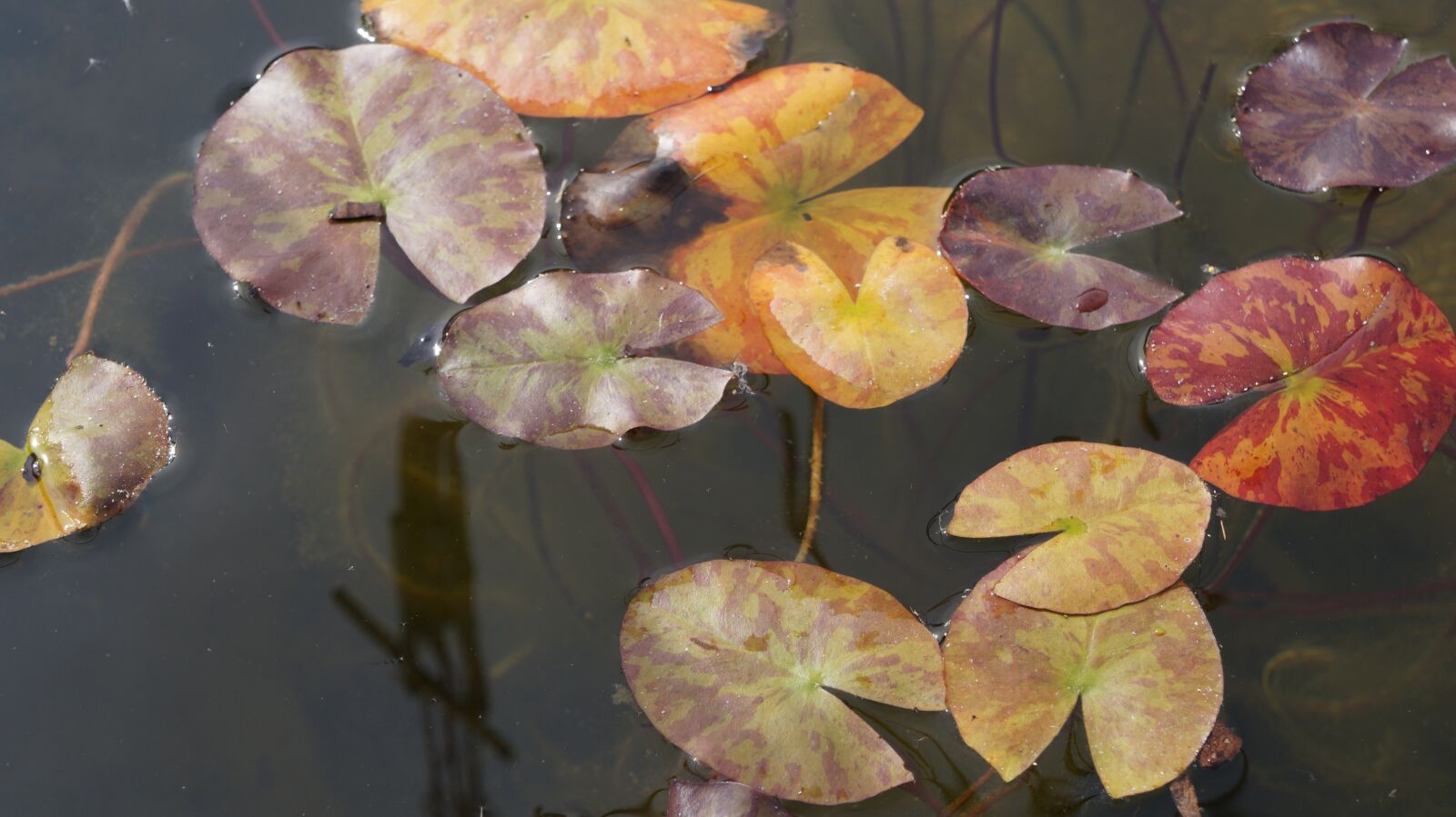 Sony Alpha a3000 sample photo. Water lilies, water, pond photography