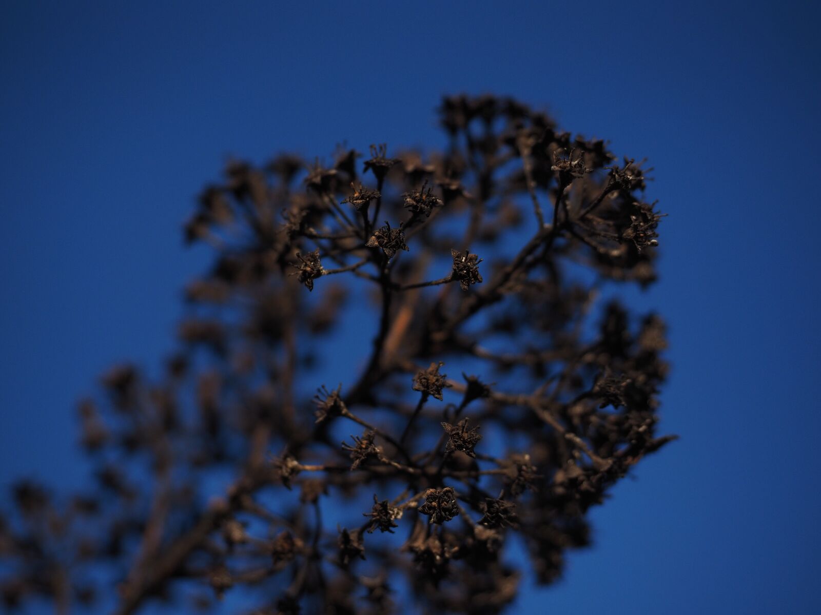 Olympus OM-D E-M1 + Olympus M.Zuiko Digital ED 12-40mm F2.8 Pro sample photo. Ornamental shrub, withered, dry photography