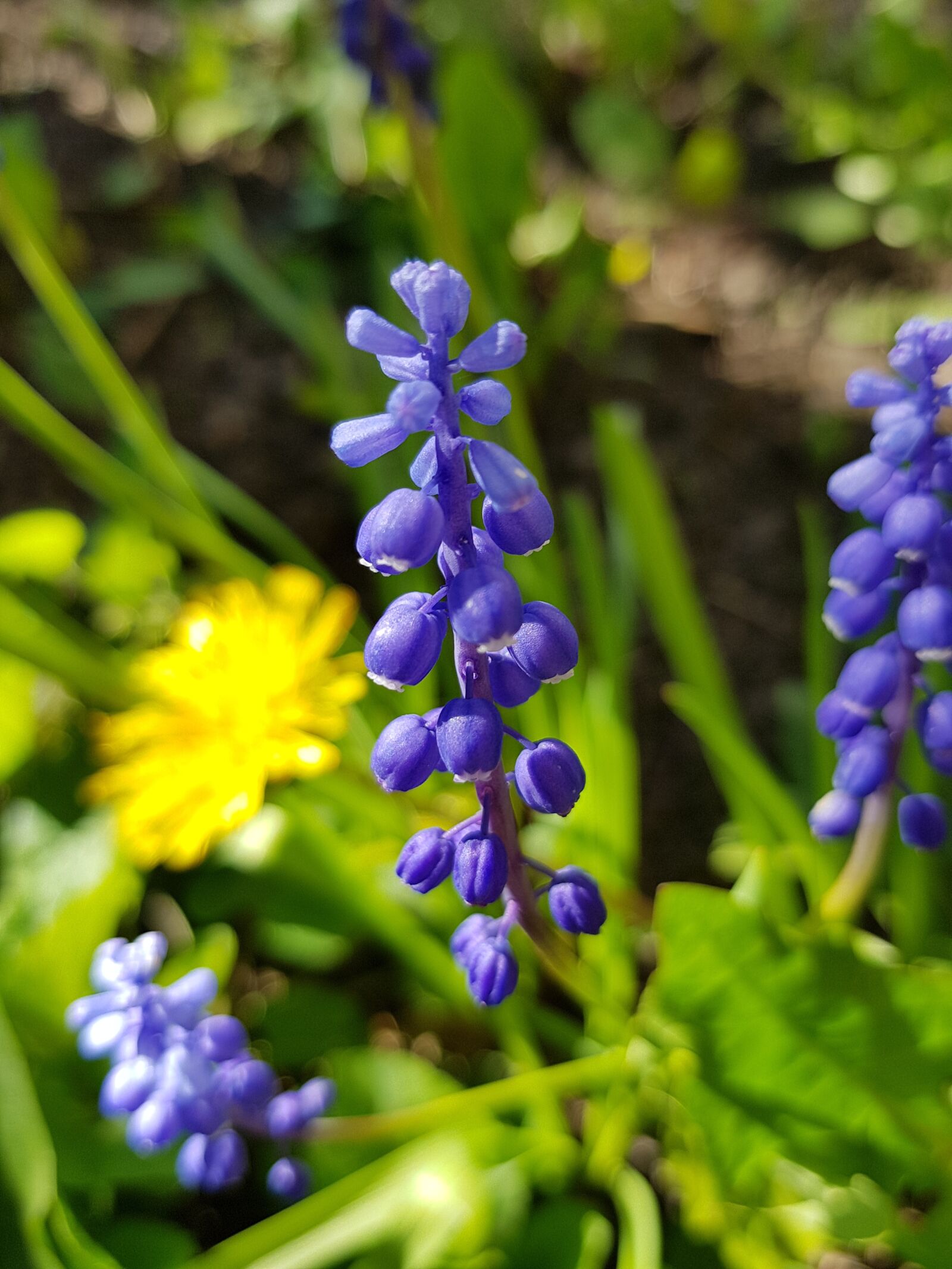 Samsung Galaxy S8+ sample photo. Flowers, purple, nature photography