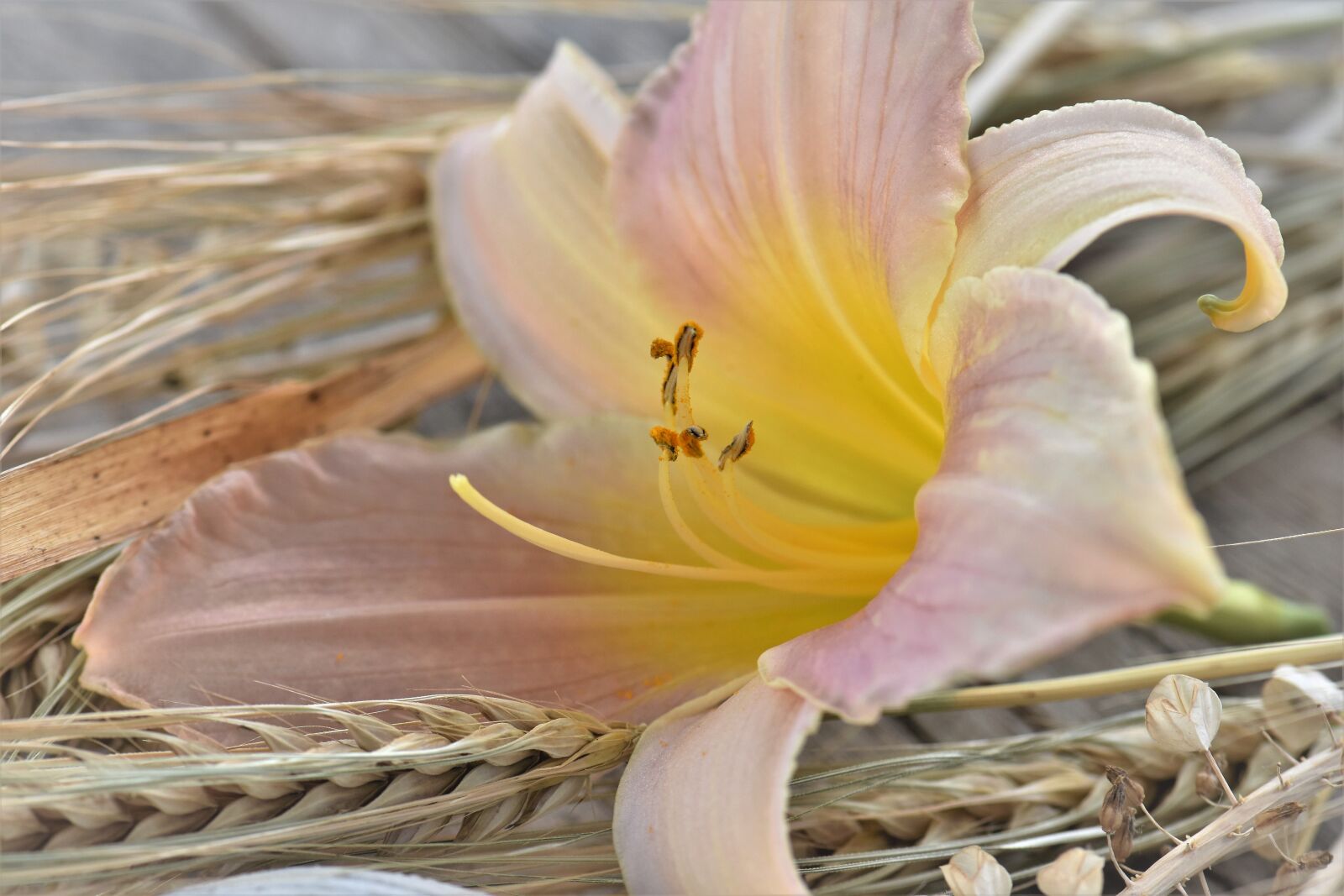 Nikon D5500 sample photo. Deco, table decorations, decoration photography