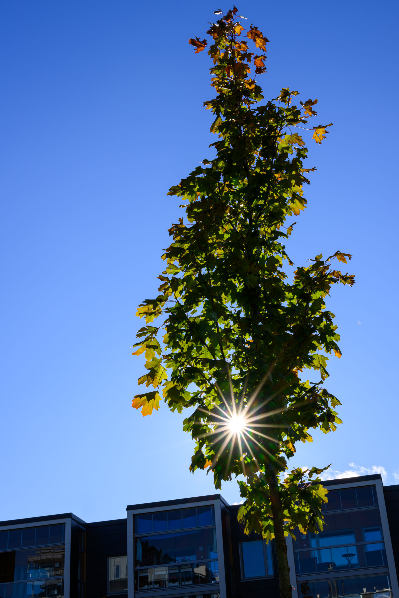Nikon Z8 sample photo. Sunstar tree photography