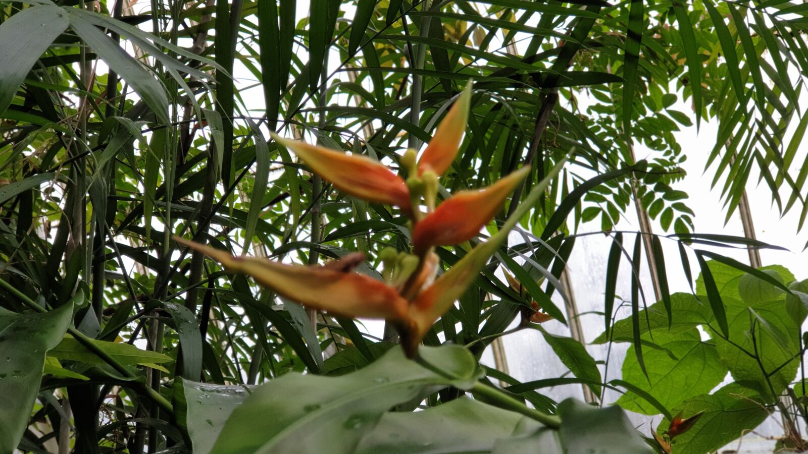 Samsung SM-G965F sample photo. Flower, fauna, nature tags photography