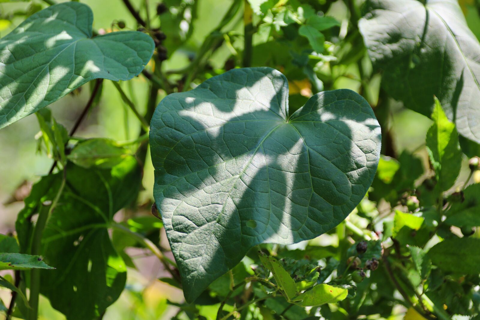 Canon EOS 80D sample photo. Heart, sweetheart, leaf photography
