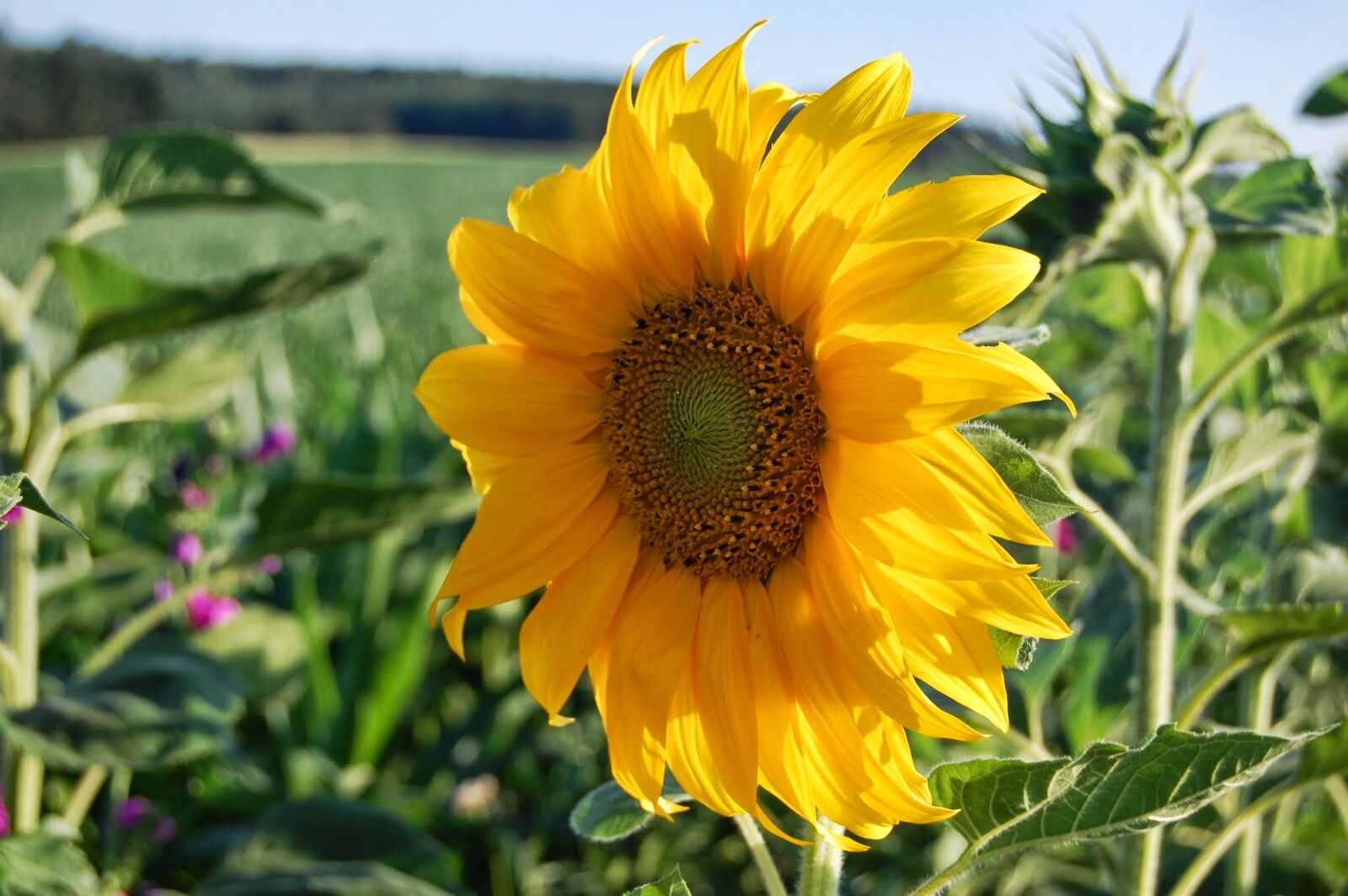 Nikon D40 sample photo. Flower, sunflower, nature photography
