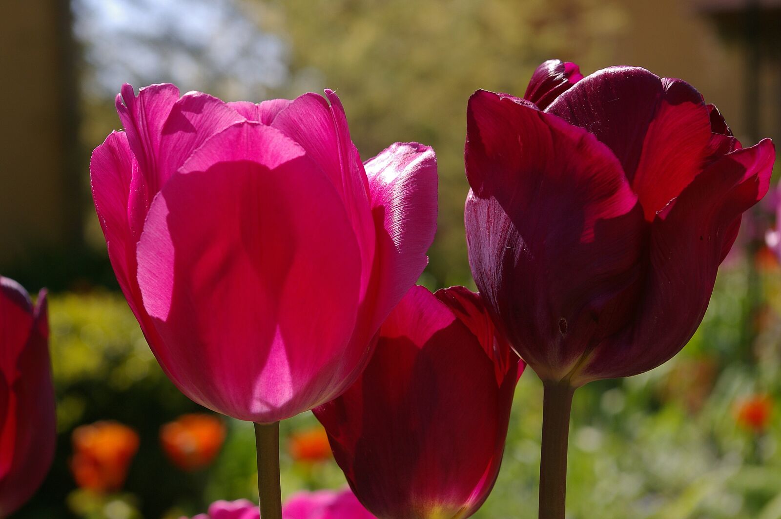 Pentax *ist DL2 sample photo. Tulips, red tulips, red photography