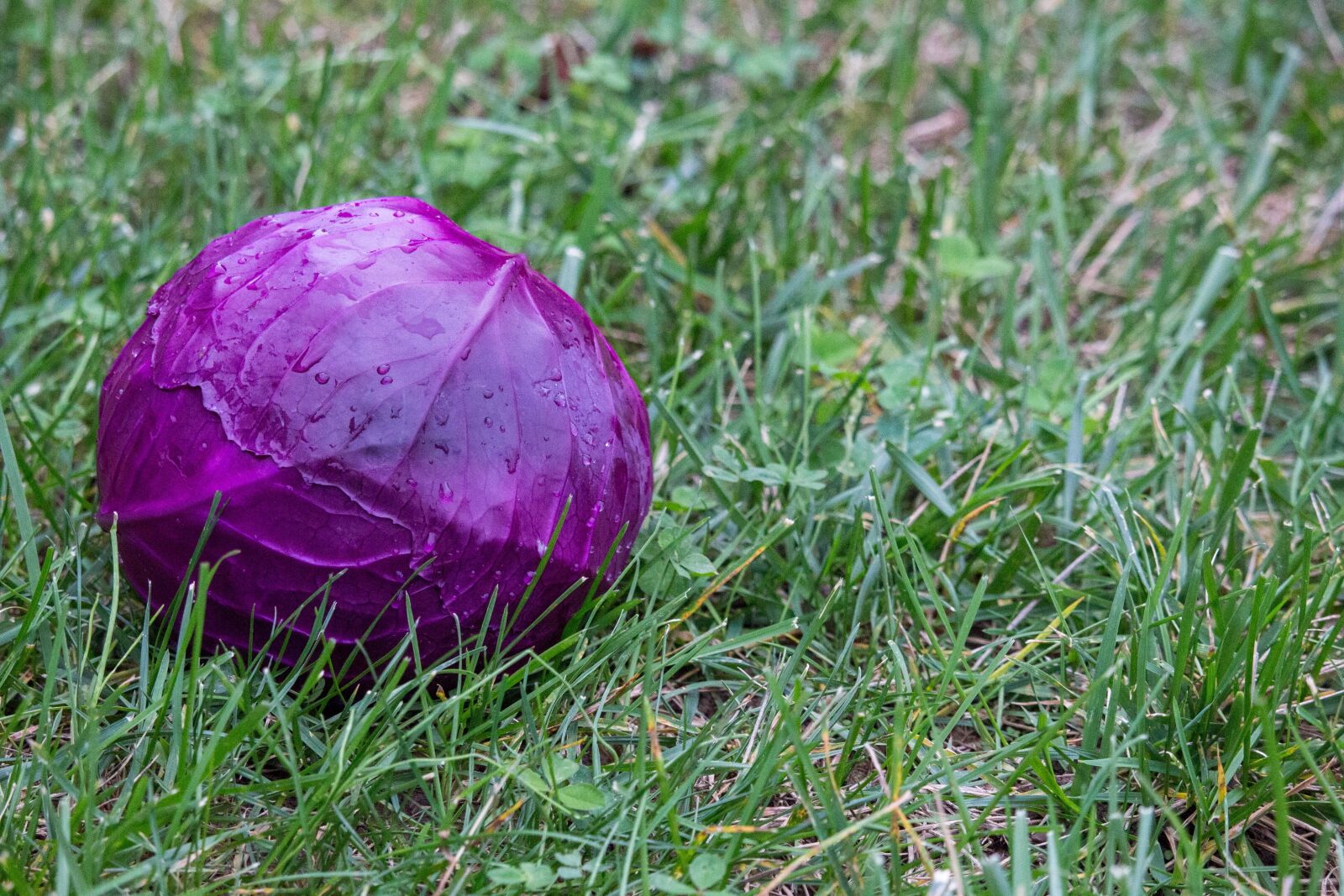 Canon EOS 700D (EOS Rebel T5i / EOS Kiss X7i) sample photo. Grass, nature, flora photography