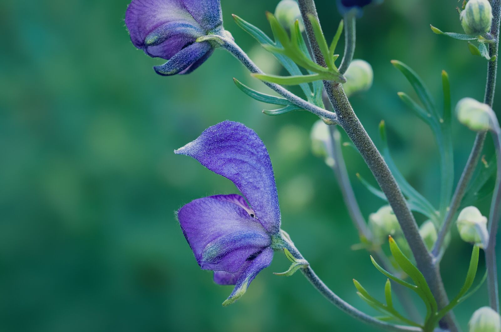 Nikon D90 sample photo. Wild sage, blossom, bloom photography