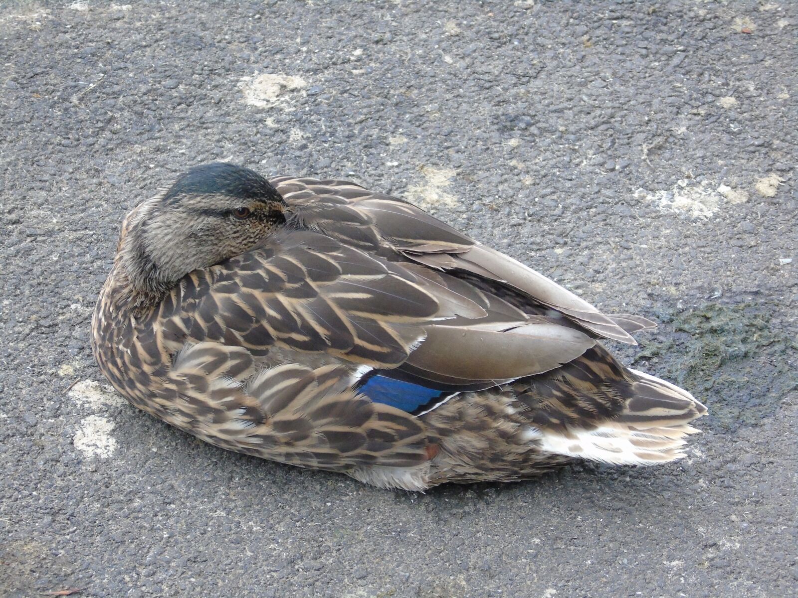Sony Cyber-shot DSC-H400 sample photo. Duck, bird, wildlife photography