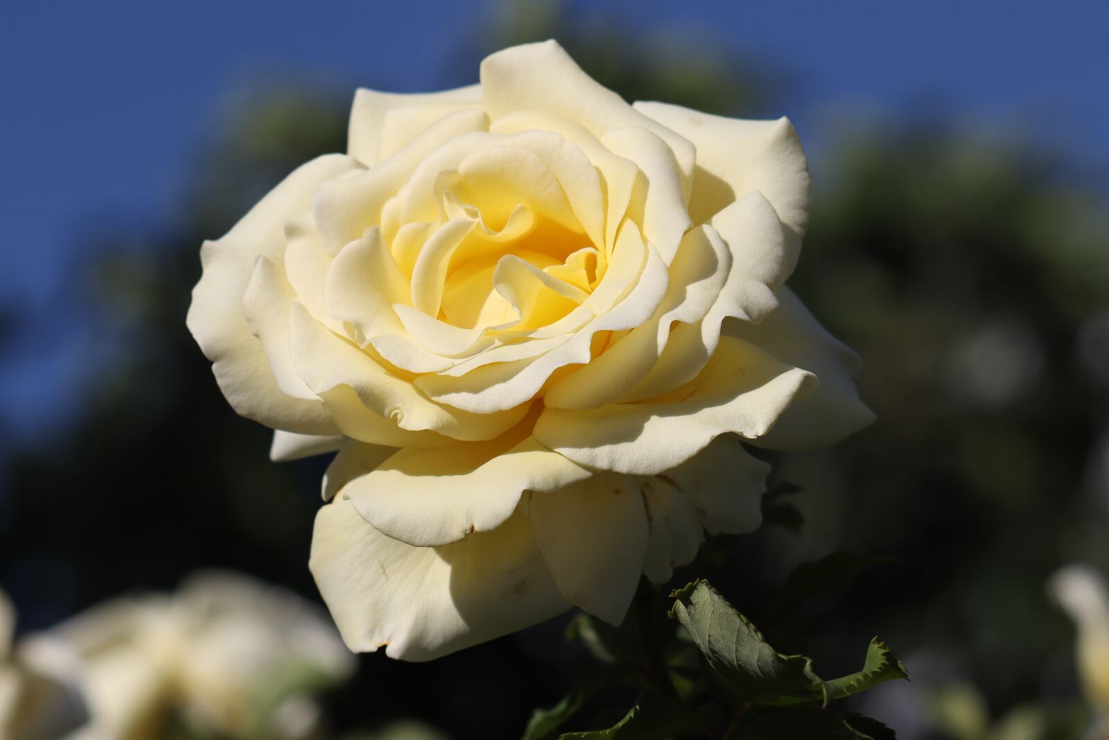Canon EOS 250D (EOS Rebel SL3 / EOS Kiss X10 / EOS 200D II) sample photo. Flower, petal, plant photography