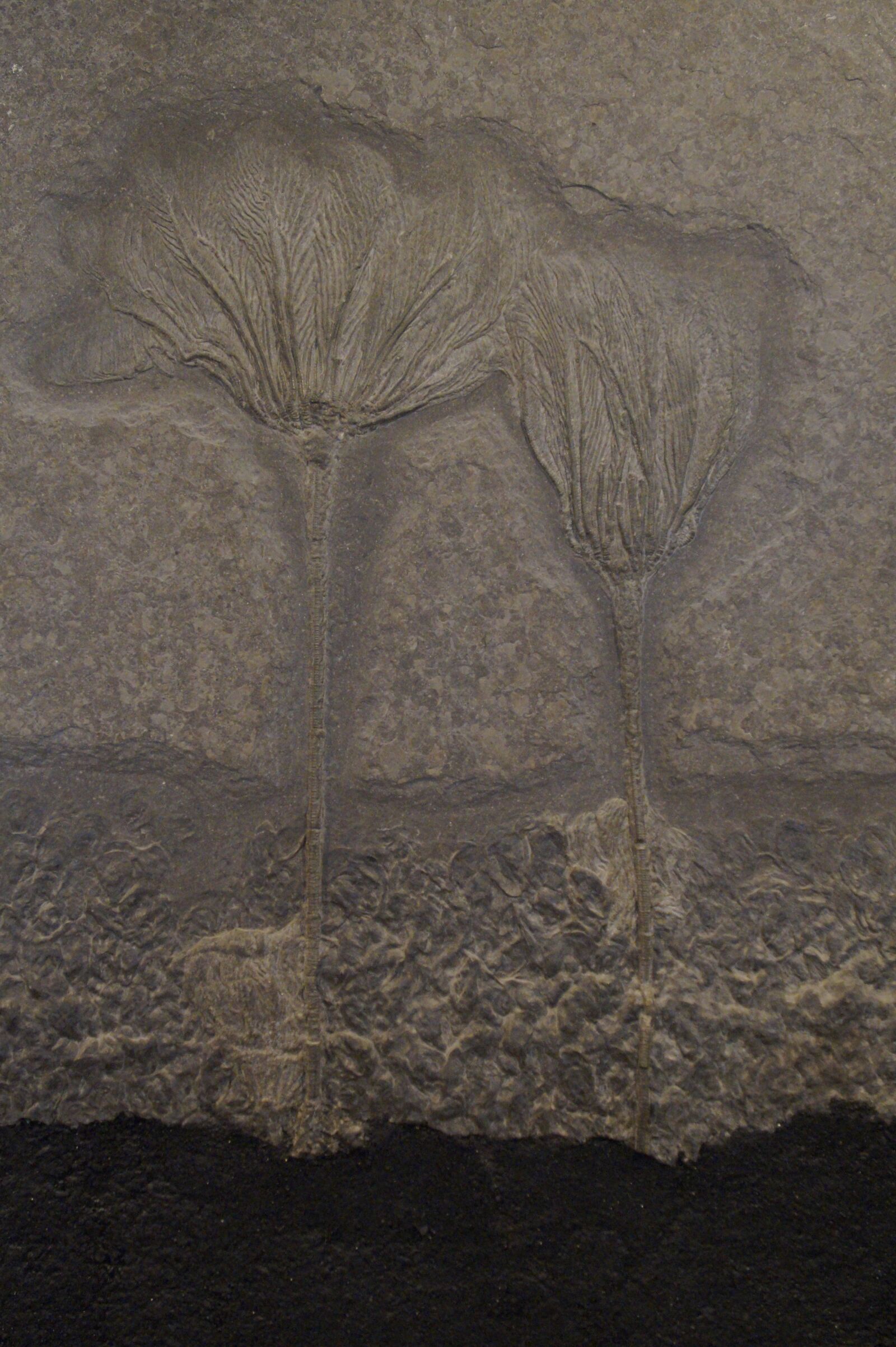 Sony SLT-A58 sample photo. Fossil, fossils, sea lilies photography