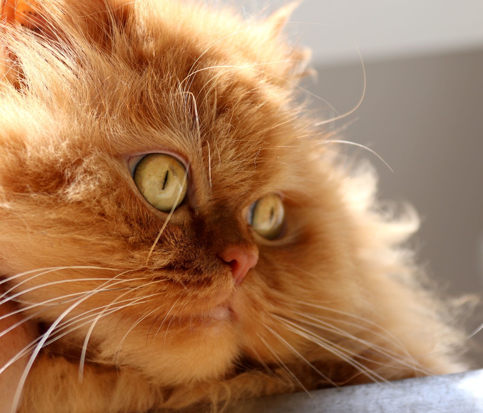Canon EOS 200D (EOS Rebel SL2 / EOS Kiss X9) sample photo. Animal, cat, cute photography