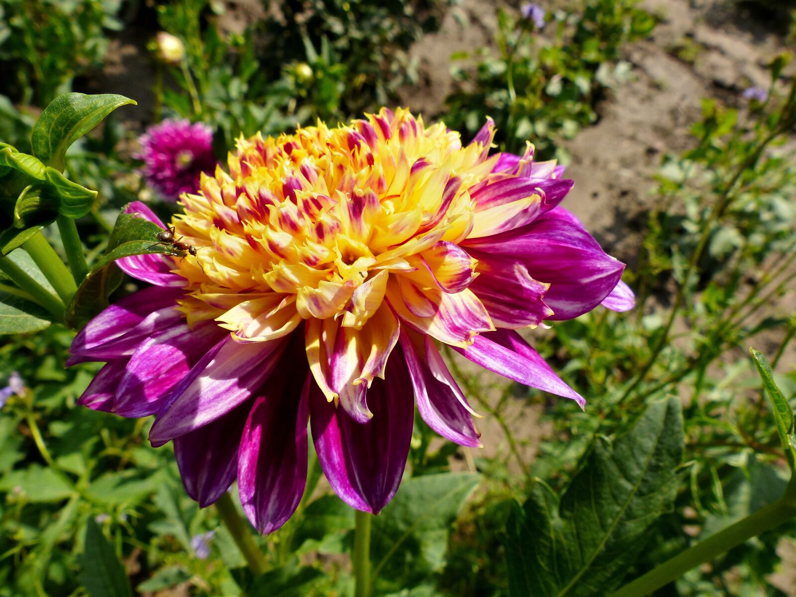 Panasonic PHOTOfunSTUDIO 8.3 PE sample photo. Boogie woogie, dahlia anemone photography