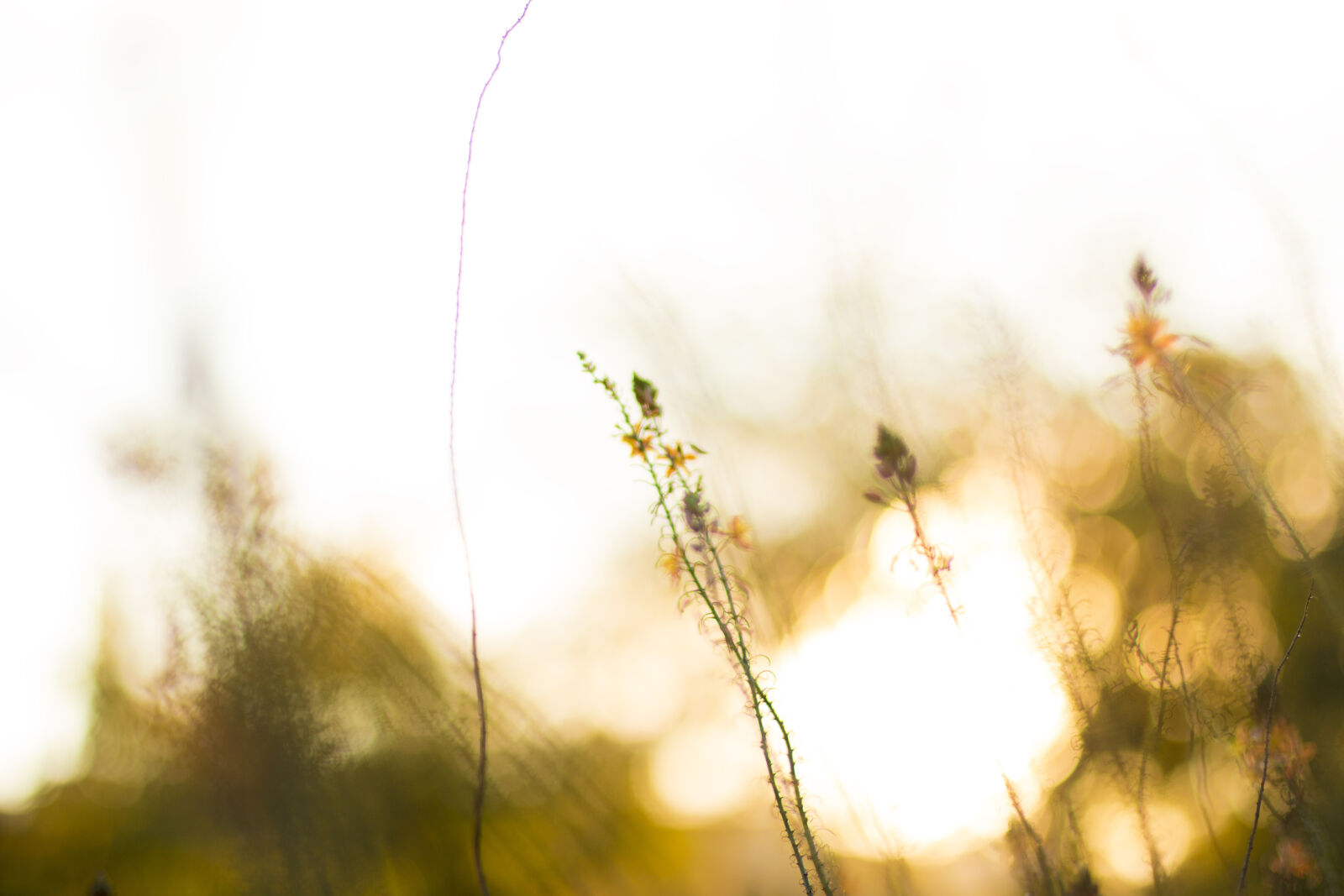 Canon EOS 70D + Canon EF 50mm F1.4 USM sample photo. Blurred, image, of, wildflowers photography