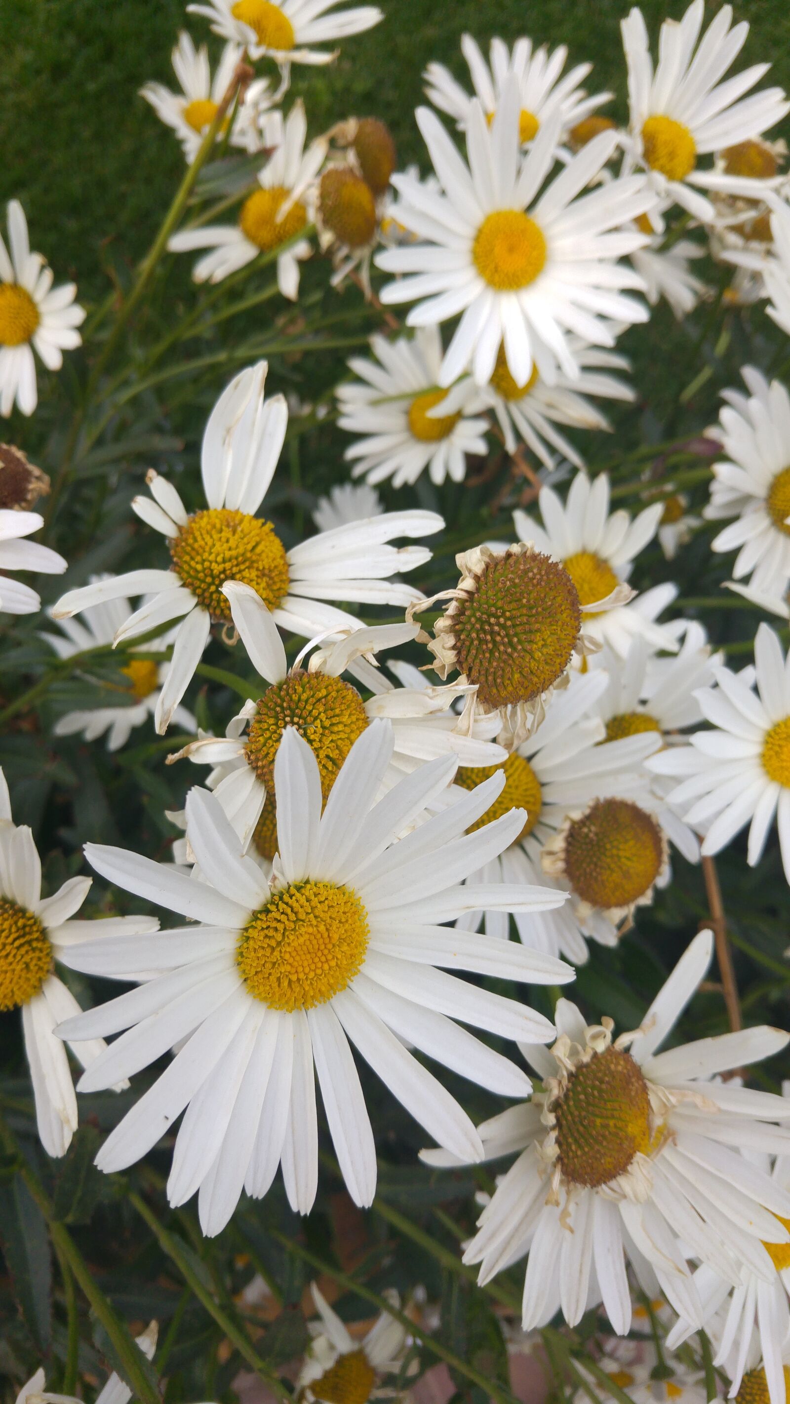 LG G4 sample photo. Flowers, marguerites photography