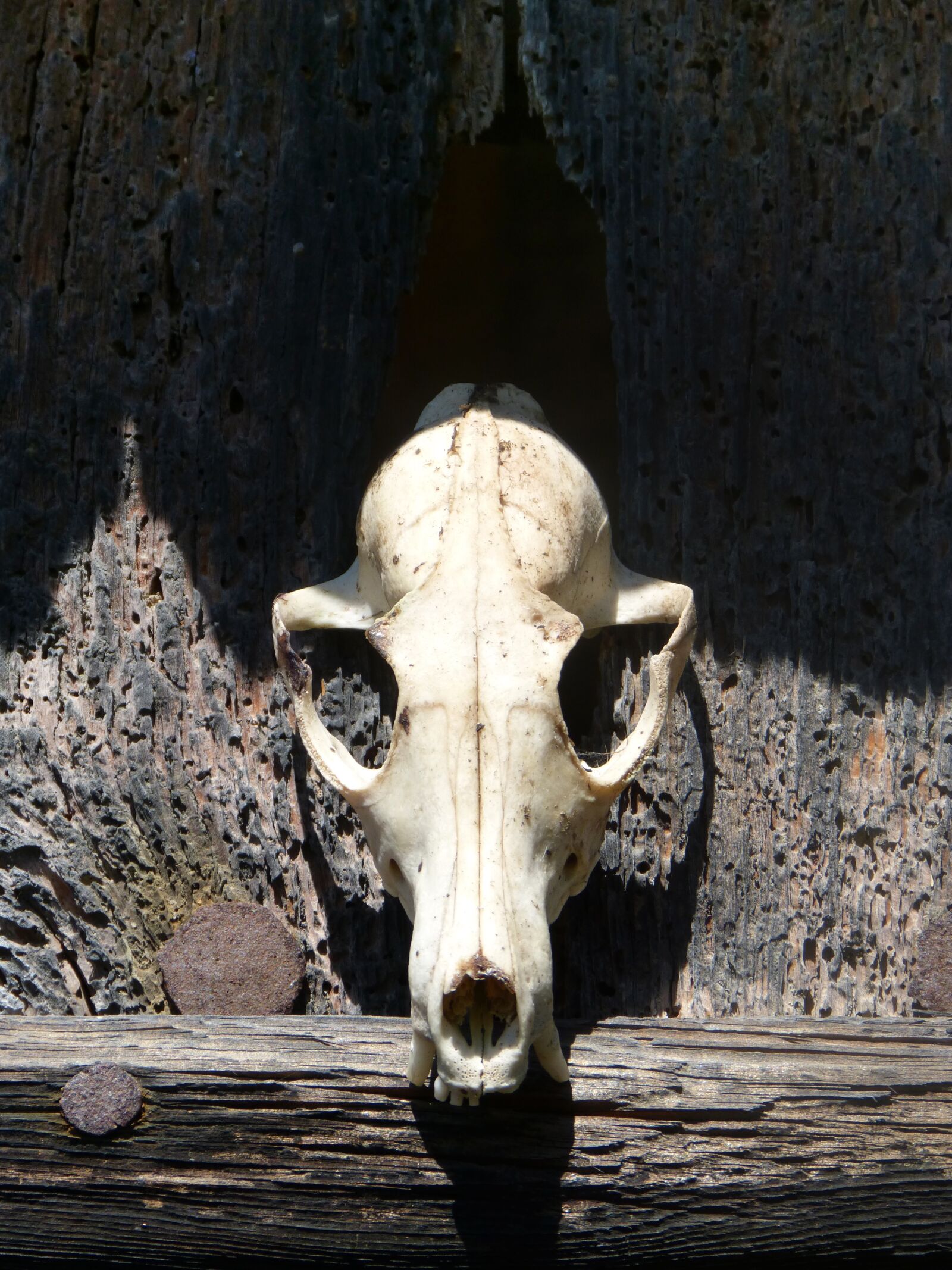 Panasonic DMC-FZ62 sample photo. Skull, skull of goat photography