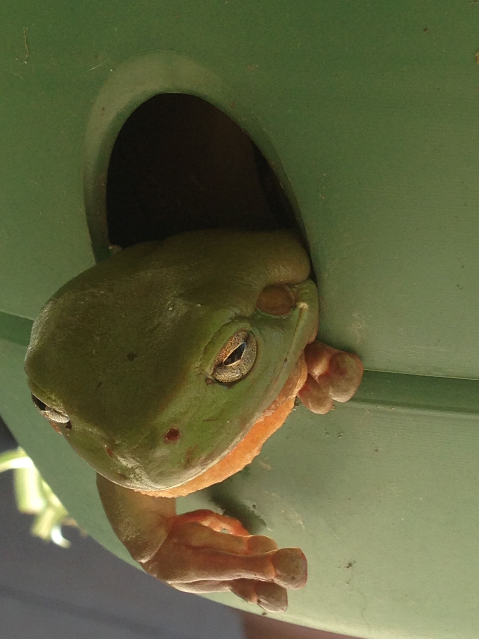 iPhone 5 back camera 4.12mm f/2.4 sample photo. Green tree frog, relaxed photography
