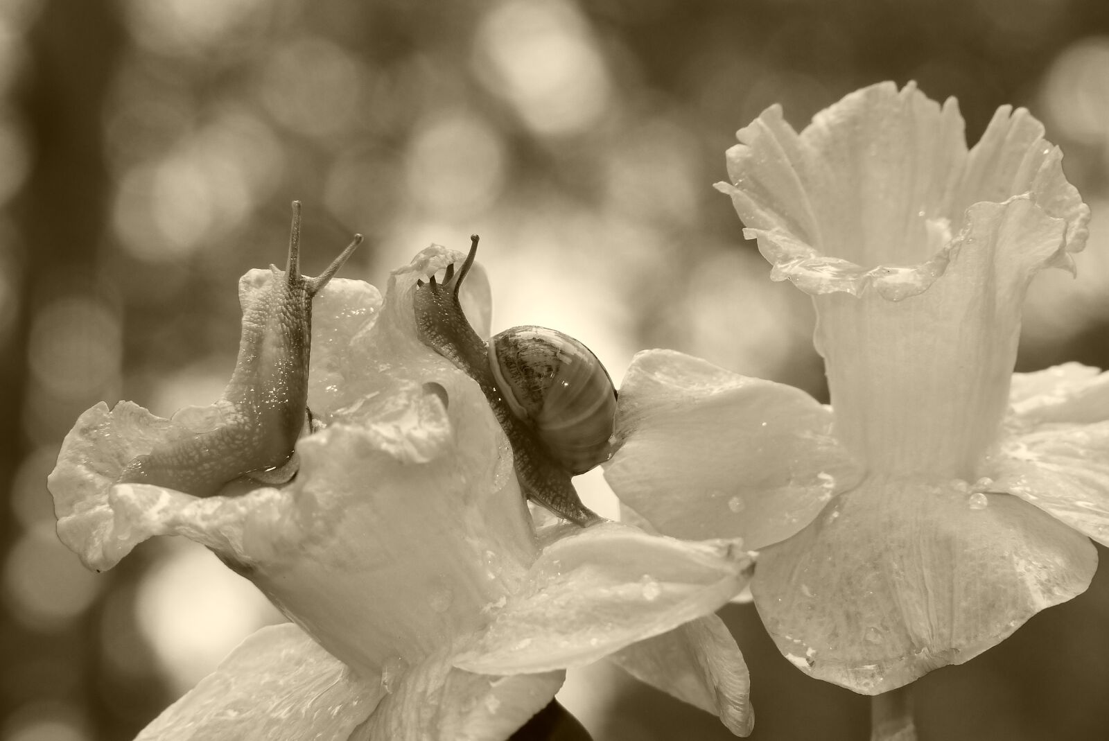 Panasonic Lumix DMC-FZ200 sample photo. Wst yki gajowe, molluscs photography