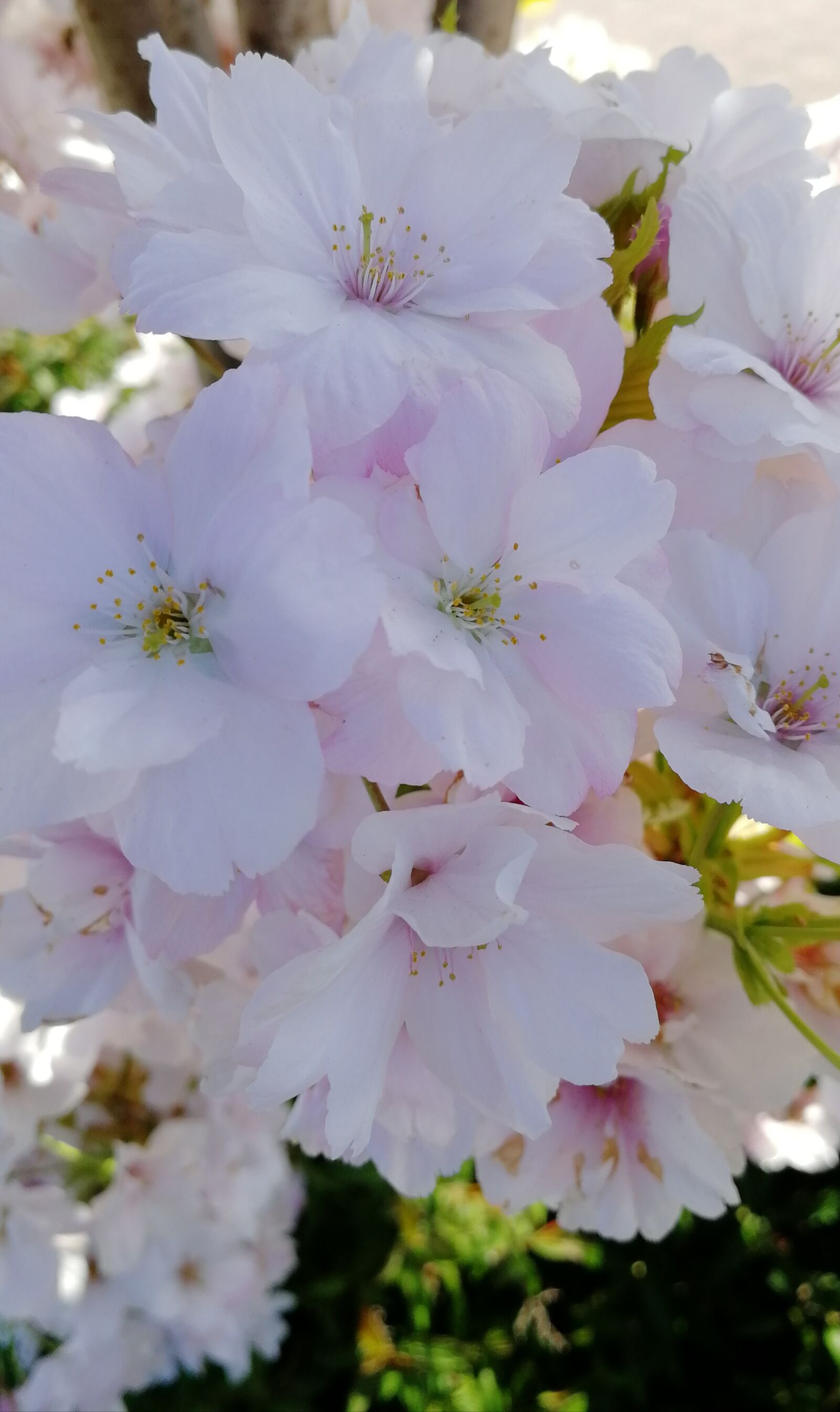 HUAWEI Honor 9 sample photo. Flower, cherry tree, flashmemo photography