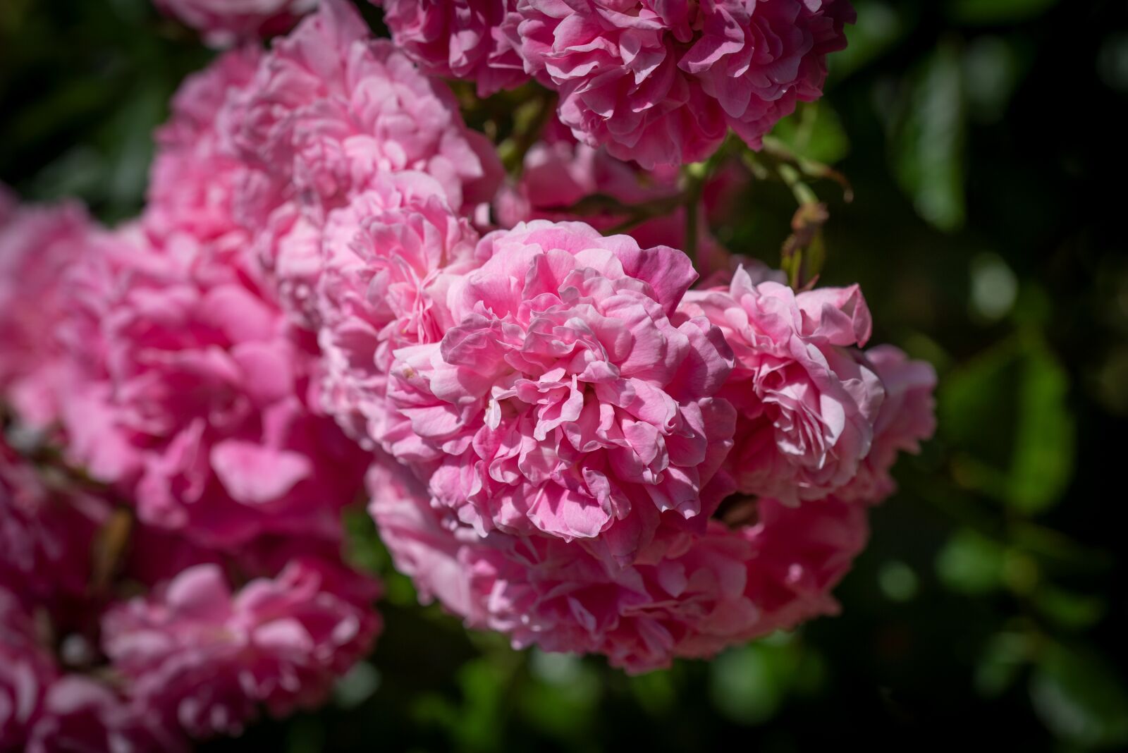 Nikon D750 sample photo. Flower, blossom, bloom photography