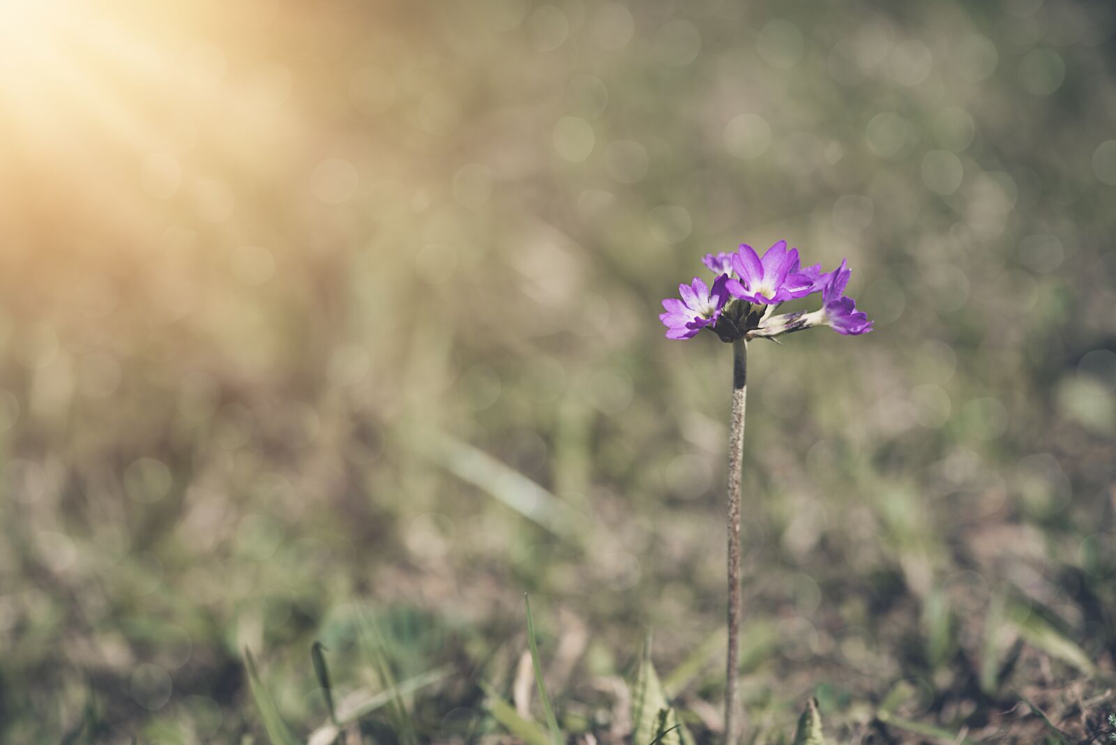 Nikon D750 sample photo. Flower, blossom, bloom photography