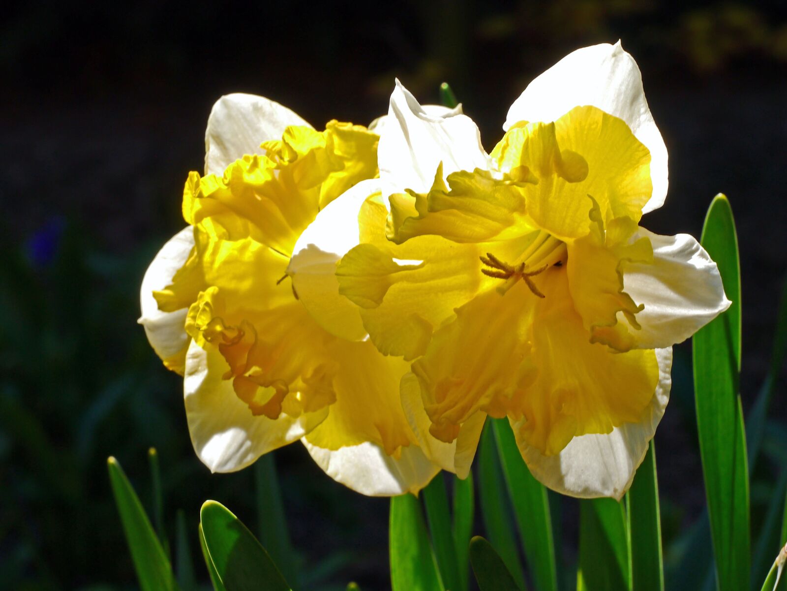 Panasonic Lumix DMC-G3 sample photo. Osterglocken, daffodils, filled photography