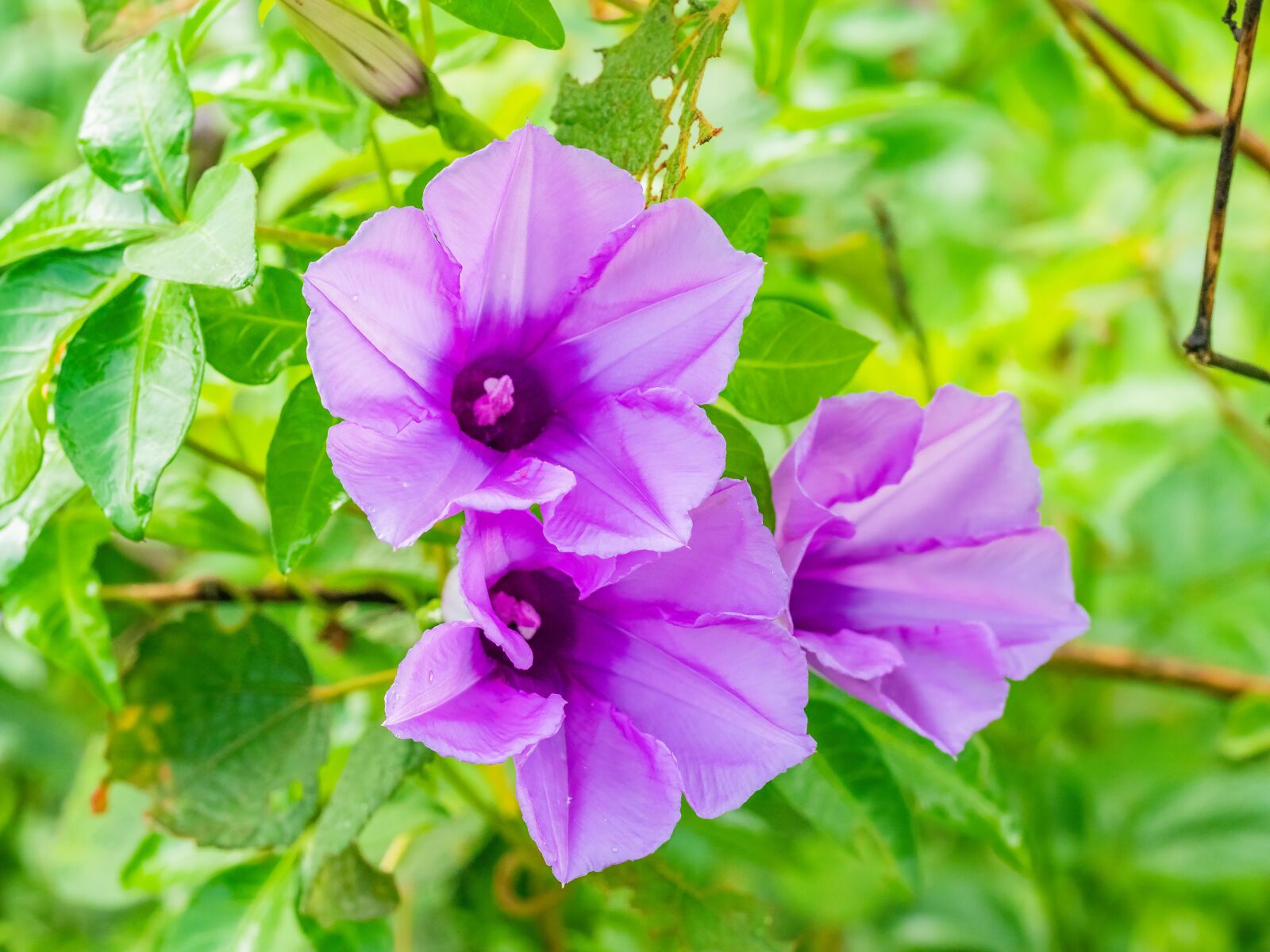 Olympus OM-D E-M1 Mark II + Olympus M.Zuiko Digital ED 60mm F2.8 Macro sample photo. Flower, violet, dew drops photography