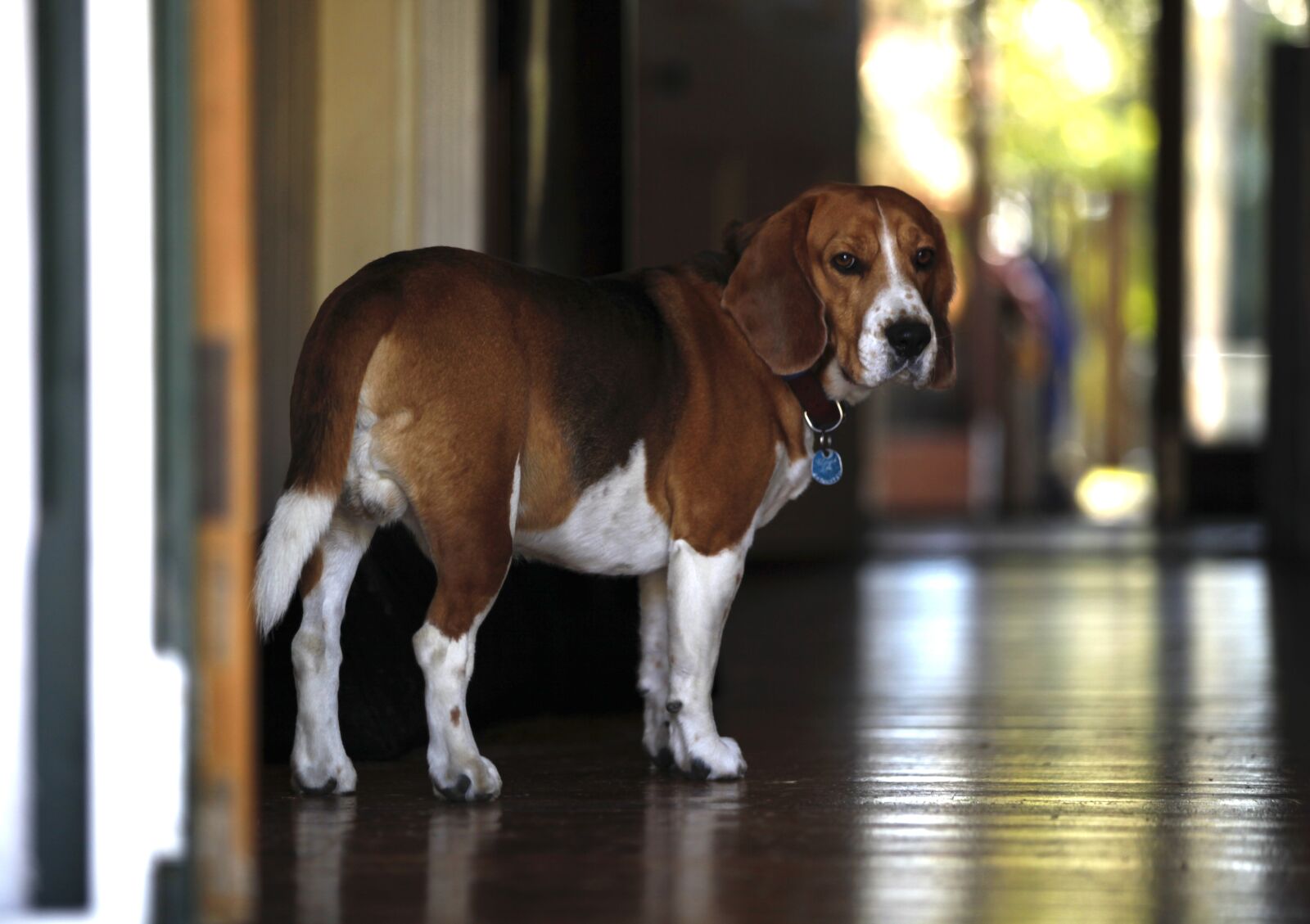 Canon EOS 5D Mark II sample photo. Beagle, dog, pet photography