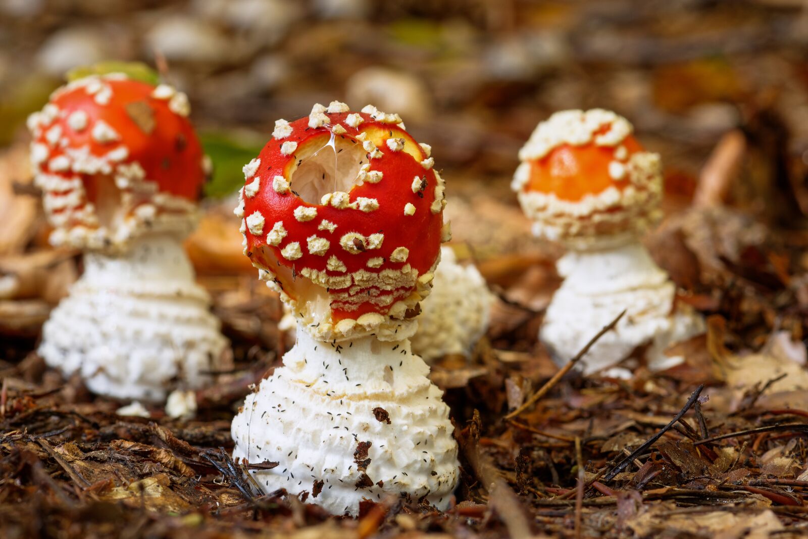 Nikon D7200 sample photo. Fly agaric, toxic, forest photography