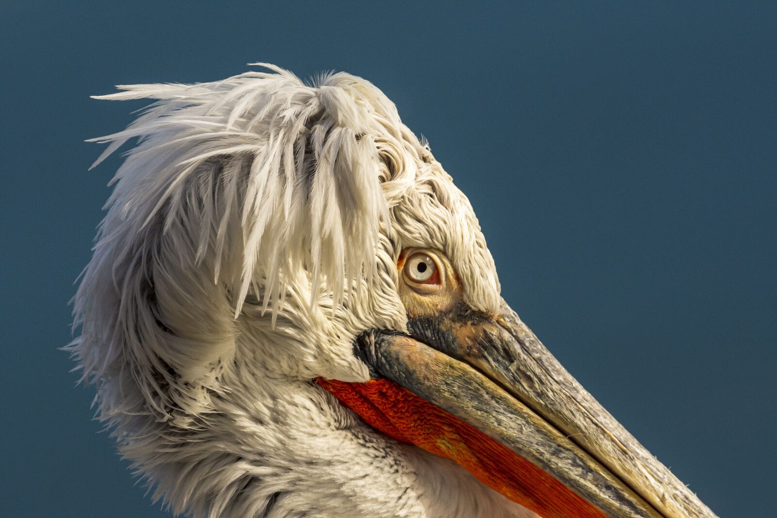 Nikon D7200 sample photo. Pelicans, birds, flights photography