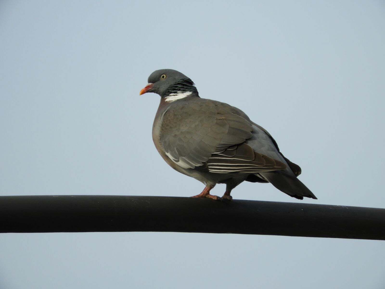 Nikon Coolpix B700 sample photo. Dove, bird, feather photography