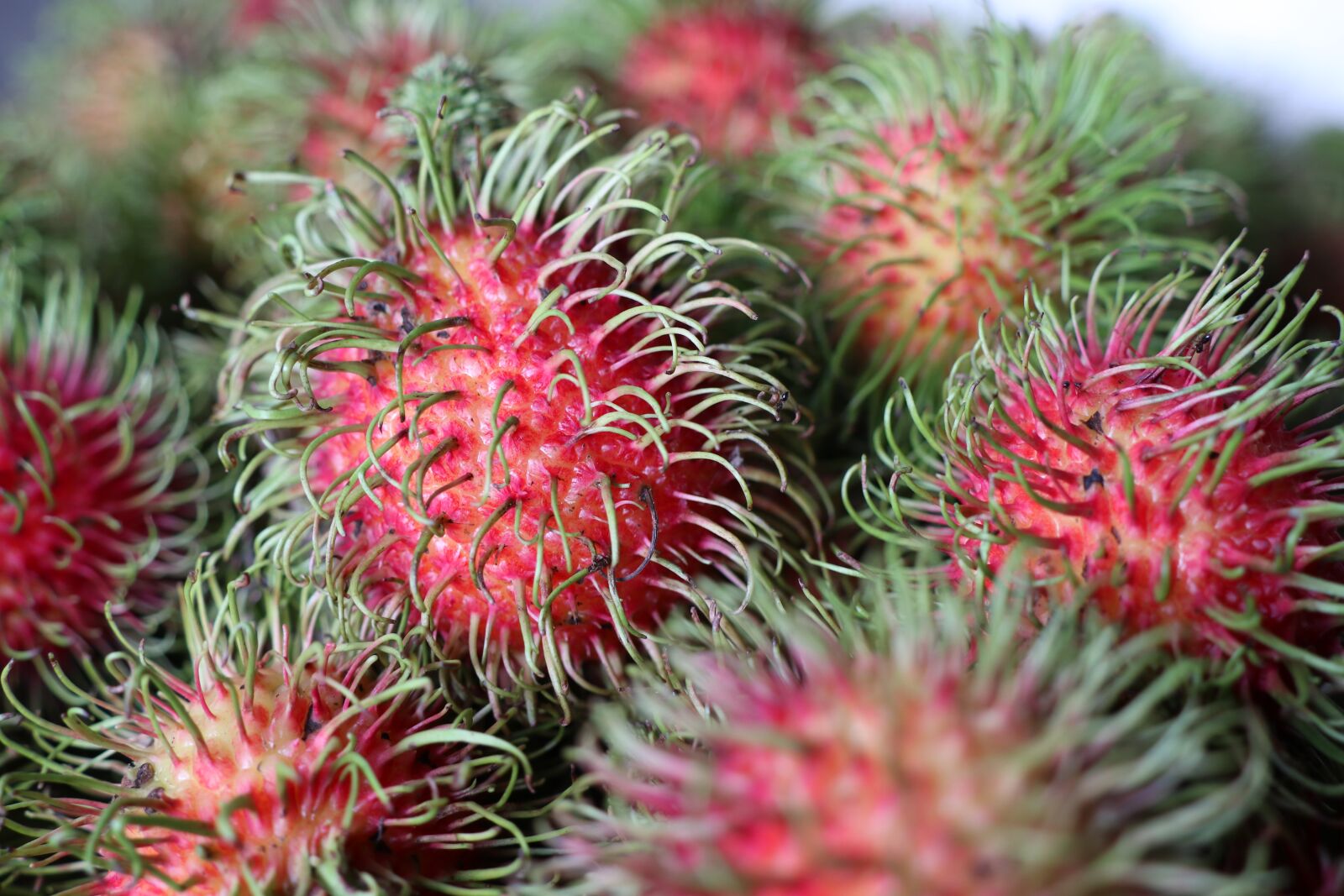 Canon EOS M6 sample photo. Rambutan, red, green photography