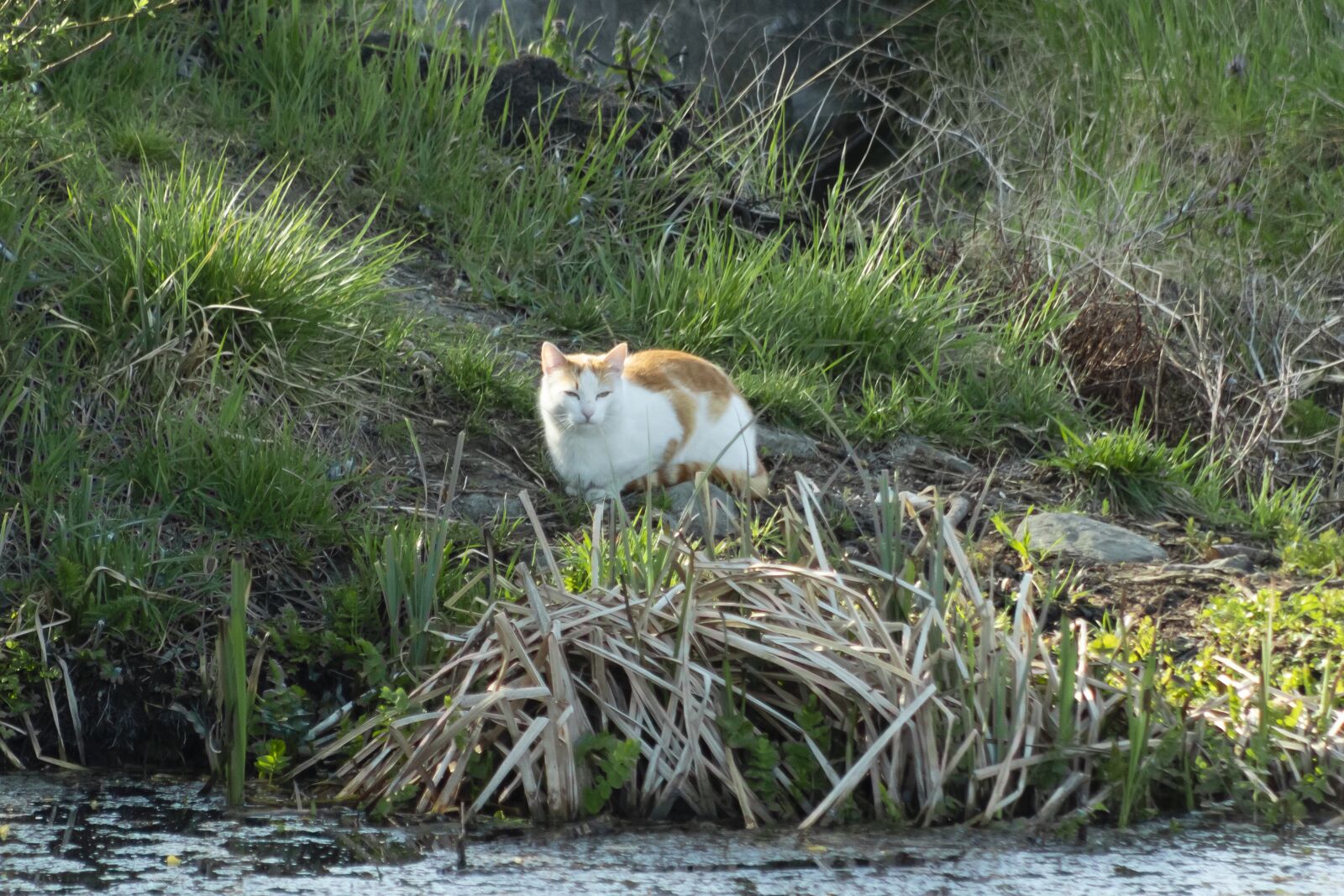 Canon EF75-300mm f/4-5.6 sample photo. Cat, mammal, feline photography