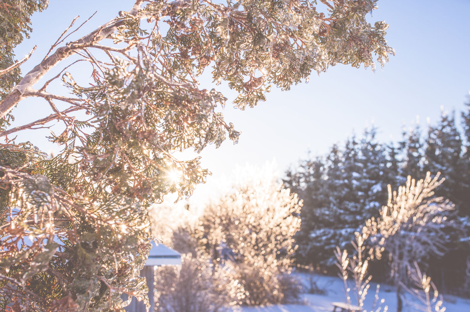 Nikon D600 + Sigma 35mm F1.4 DG HSM Art sample photo. Blur, branch, bright, close photography