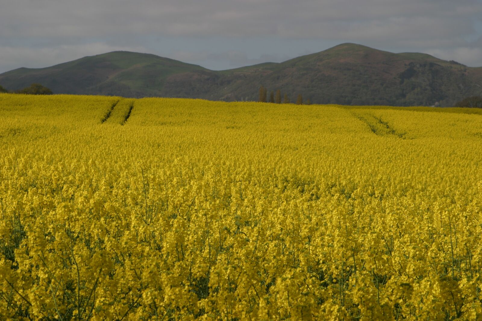 Canon EOS 10D sample photo. Malvern hills, rape seed photography