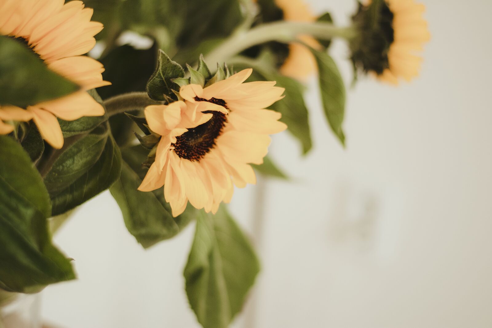 Nikon D5200 sample photo. Sunflower, flowers, yellow photography