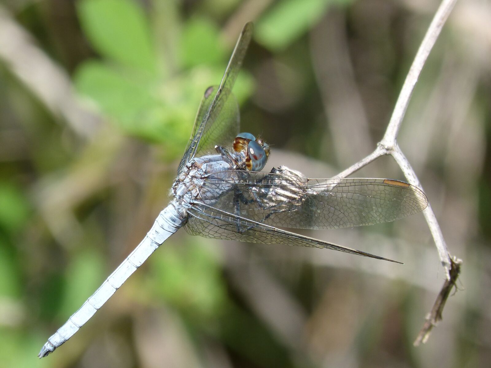 Panasonic DMC-FZ62 sample photo. Blue dragonfly, branch, wetland photography